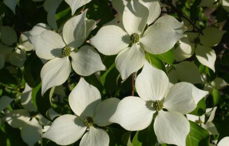 Asiatischer Blüten-Hartriegel